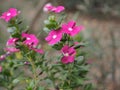 Common name West Indian, Madagascar, Bringht eye, Indian, Cape, Pinkle-pinkle, Vinca, Cayenne jasmine, Rose periwinkle, Old maid Royalty Free Stock Photo