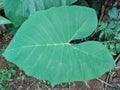 Xanthosoma sagittifolium leaf in detail