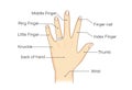 Common names for fingers of hand. Royalty Free Stock Photo
