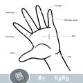 Common names for fingers of hand