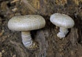 Neolentinus lepideus is a basidiomycete mushroom of the genus Neolentinus,until recently also widely known as Lentinus lepideus. Royalty Free Stock Photo