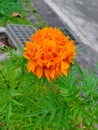 Sri Lankan Dahas Pethiya Flower. Royalty Free Stock Photo