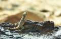 Stellion agama Stellagama stellio