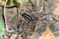 Striped Poison Dart Frog - Costa Rica Wildlife. Seen at Gandoca Manzanillo National Wildlife Refuge