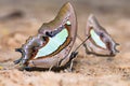 Common Nawab butterflies
