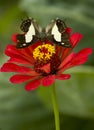 Common nawab butterfly