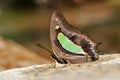 Common nawab butterfly