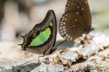 Common Nawab butterfly (Polyura athamas)