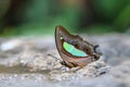 The Common Nawab Polyura athamas butterfly Royalty Free Stock Photo