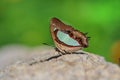 The common Nawab Polyura athamas butterfly Royalty Free Stock Photo