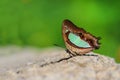 The Common Nawab Polyura athamas butterfly Royalty Free Stock Photo