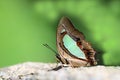 The common Nawab Polyura athamas butterfly Royalty Free Stock Photo