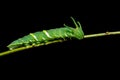 Common Nawab Polyura athamas caterpillar