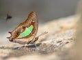 The Common Nawab Polyura butterfly Royalty Free Stock Photo