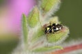 Common nettle bug, Gre