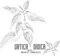 Urtica dioica plant contour vector illustration
