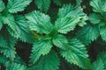 Common nettle bush outdoors. Urtica dioica. Stinging nettle plant. Herbal medicine concept. Foliage green background. Leaves Royalty Free Stock Photo