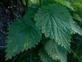 Common nettle bush outdoors. Urtica dioica. Stinging nettle plant. Herbal medicine concept. Foliage green background. Leaves Royalty Free Stock Photo