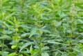 Common nettle at flowering stage Royalty Free Stock Photo