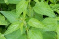 Common nettle plants with defensive stinging hairs on green leaves and stems Royalty Free Stock Photo