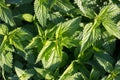 Common nettle plants