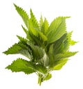 Common nettle, stinging nettle - Urtica dioica