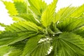 Common nettle, stinging nettle - Urtica dioica