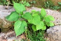 Common nettle or Urtica dioica herbaceous perennial flowering plant with light green leaves growing in local park surrounded with Royalty Free Stock Photo