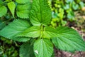 Common Nettle Royalty Free Stock Photo