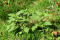 Common nettle or Urtica dioica perennial flowering plant with soft hairy green leaves growing as small bush in public park Royalty Free Stock Photo