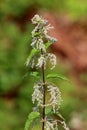 Common nettle or Urtica dioica perennial flowering plant with soft hairy green leaves mixed with small numerous flowers