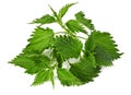 Common nettle Royalty Free Stock Photo