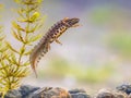 Common newt amhibian in freshwater habitat