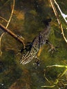 Common Newt in a garden pond