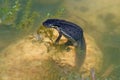 Common Newt laying eggs in a garden pond