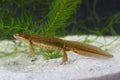 Common newt (Lissotriton vulgaris) in the pond Royalty Free Stock Photo