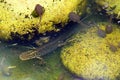 Common Newt and Tadpoles in a pond Royalty Free Stock Photo