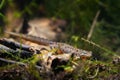 common newt or smooth newt, male of freshwater amphibian in aquatic water stage, breeding site, biotope aquarium