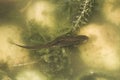 Common Newt in a garden pond