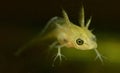 Common Newt Tadpole Royalty Free Stock Photo