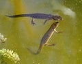 Common Newts in a garden pond Royalty Free Stock Photo