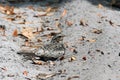 Common Nighthawk (Chordeiles minor) Royalty Free Stock Photo