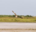 The common nighthawk Chordeiles minor flying over wetland