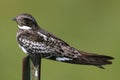 Common Nighthawk (Chordeiles minor) on a post