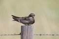 Common Nighthawk