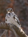 Common Nighthawk Front