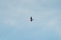 Common nighthawk gliding and feeding in the sky