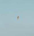 Common nighthawk gliding and feeding in the sky