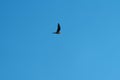 Common nighthawk gliding and feeding in the sky