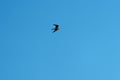 Common nighthawk gliding and feeding in the sky